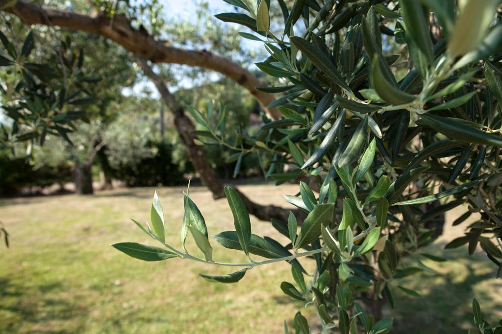 Agriturismo La Molara Сесса-Аурунка Екстер'єр фото